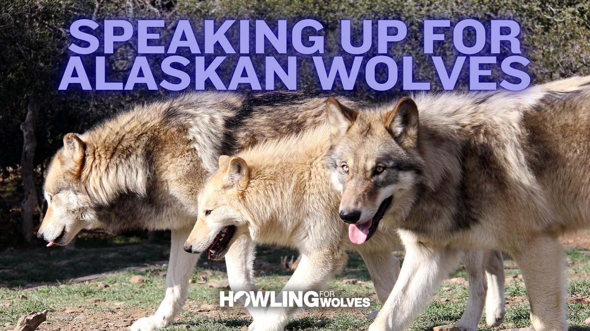 Howling For Wolves (@howling4wolves) on Twitter photo The Alaska Board of Game is reviewing harmful proposals threatening wolves and biodiversity. 🐺 Here’s how we stand:
❌ Prop 33: OPPOSE
❌ Prop 59: OPPOSE
❌ Prop 75: OPPOSE
❌ Prop 79: OPPOSE
We must protect wolves and their ecosystems for future generations! The Alaska Board of Game is reviewing harmful proposals threatening wolves and biodiversity. 🐺 Here’s how we stand:
❌ Prop 33: OPPOSE
❌ Prop 59: OPPOSE
❌ Prop 75: OPPOSE
❌ Prop 79: OPPOSE
We must protect wolves and their ecosystems for future generations!