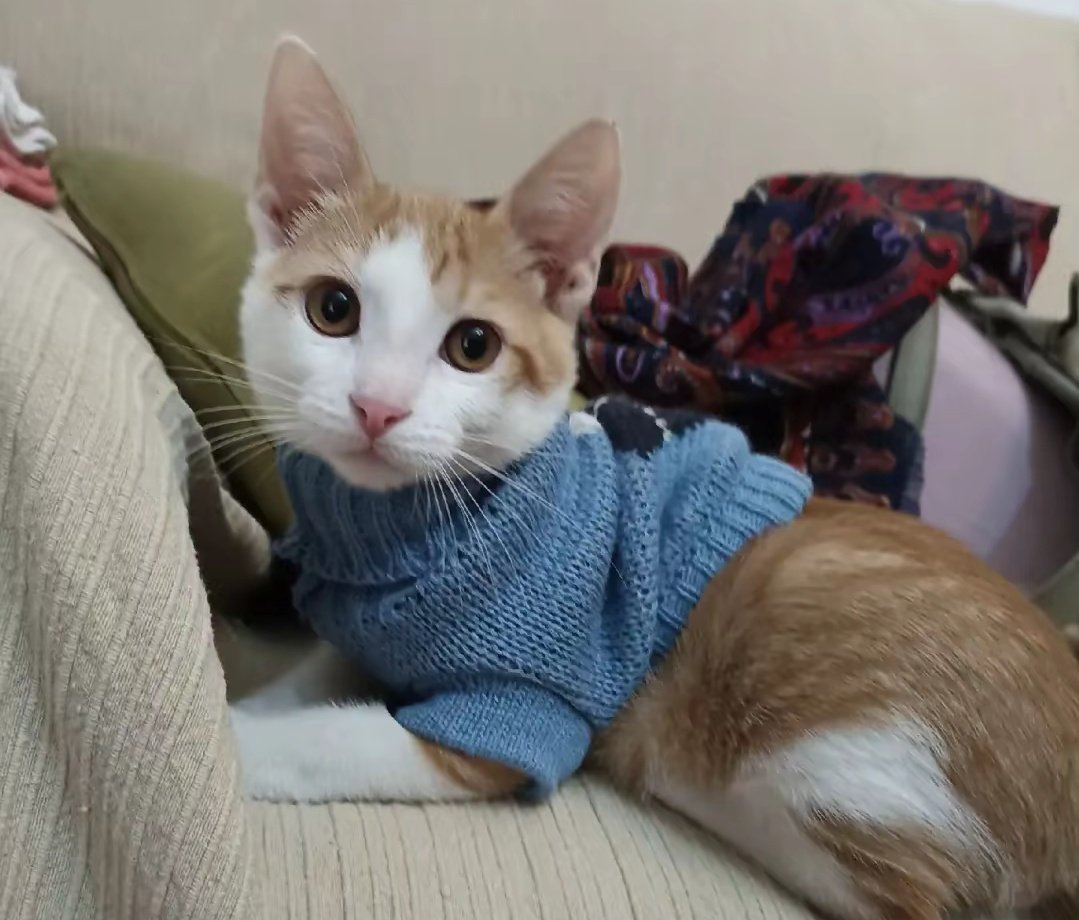 SackitUp's tweet photo. Lucas os desea Feliz Año Nuevo!! #Feliz2025 #Cats #gatos https://t.co/G79Y612kFm