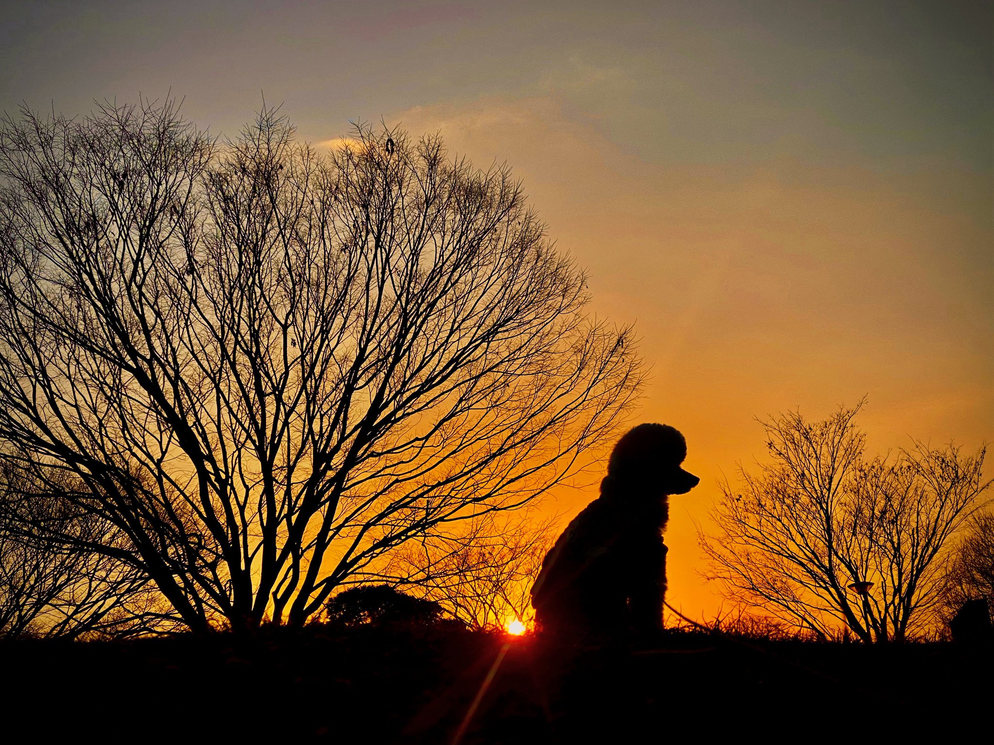 ぼたん様♡ありがとうございます♡ Posts with replies by ぼたん🐩(♂9歳) (@11132015peony) / X