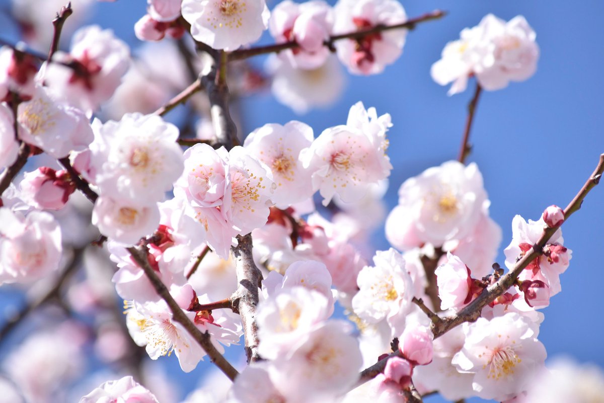 ろんた tweet media