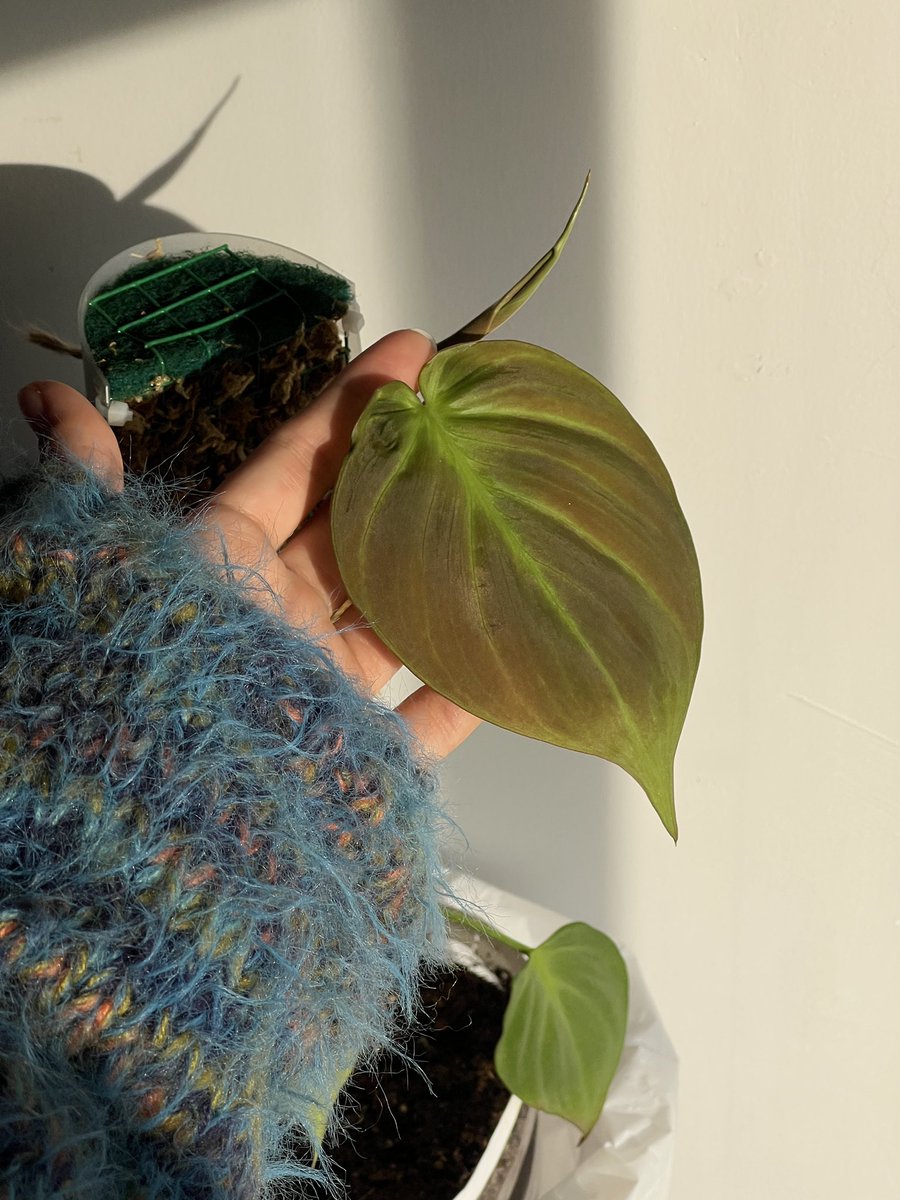 캄포 신엽 자랑🥹