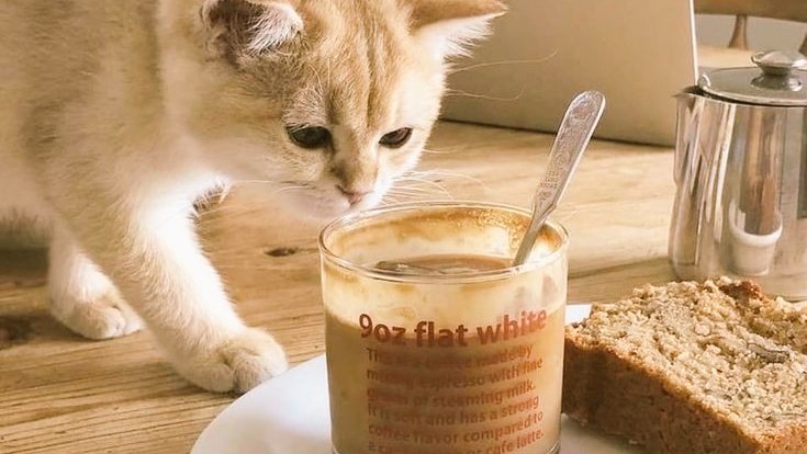 ⋆. 🥞 ˚ tweet media