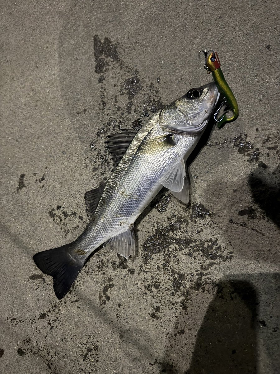 kixxxxyooh's tweet photo. #BlueBlue
#DAIWA
#BALBAL99
#23AIRITY
#安定のジョルティ
#シーバス
#釣り初め
#永遠深夜釣行部
日付跨いですぐ
先行者が叩きまくったからデカいのは出ず
ジョルティミニで4キャッチ
からの仕事、、、 https://t.co/oleUrcu1qt