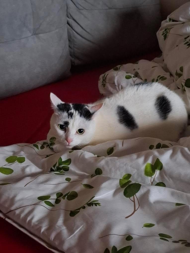 the first words I heard after midnight were the chorus of tourniquet, happy new year everyone #marilynmanson #tourniquet #antichristsuperstar