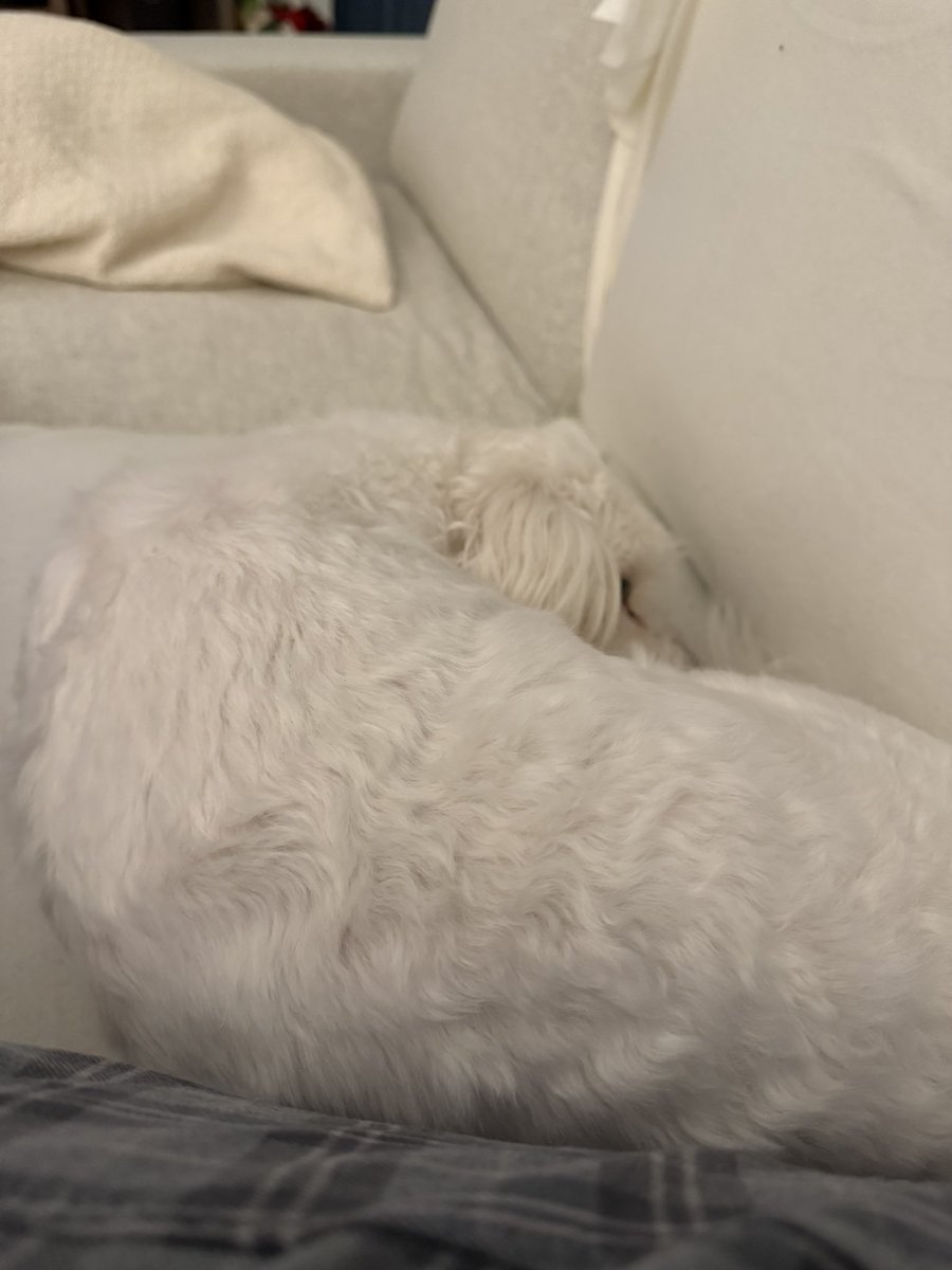 Happy new year! 

Doggies have calmed down a bit, fireworks are unsettling at best.
