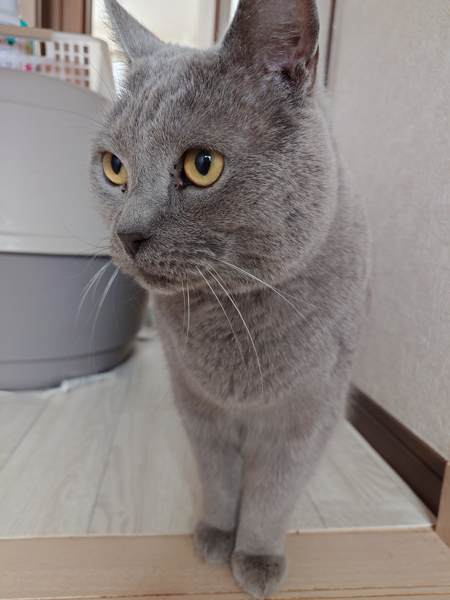 Amazon.co.jp: 新しい上司はど天然 白桃 ステッカー 猫 大阪