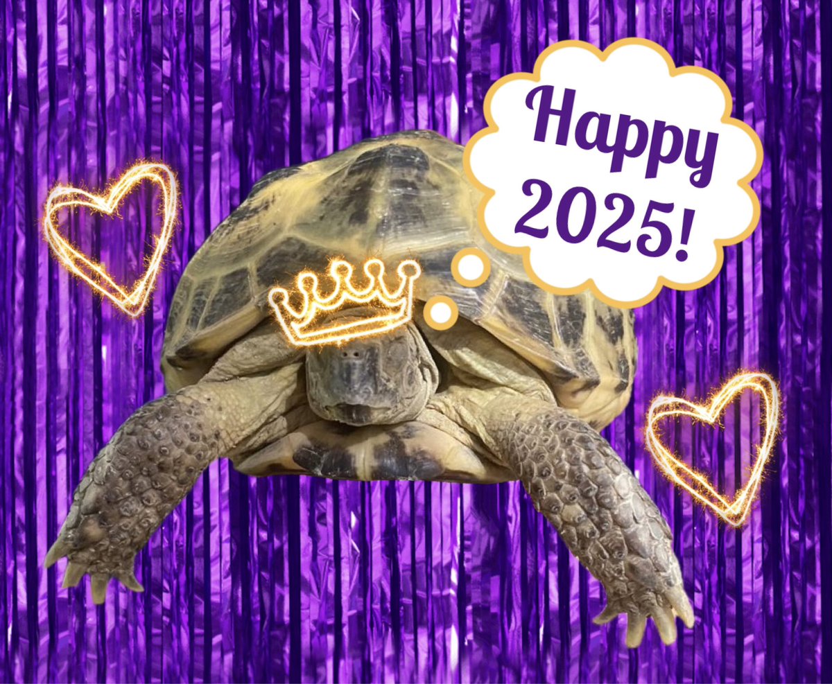 GrumpyBeak's tweet image. As I wave a snoozy claw in 2024’s direction, I wonder what 2025 will bring - from March onwards anyway… 🐢💤🥳