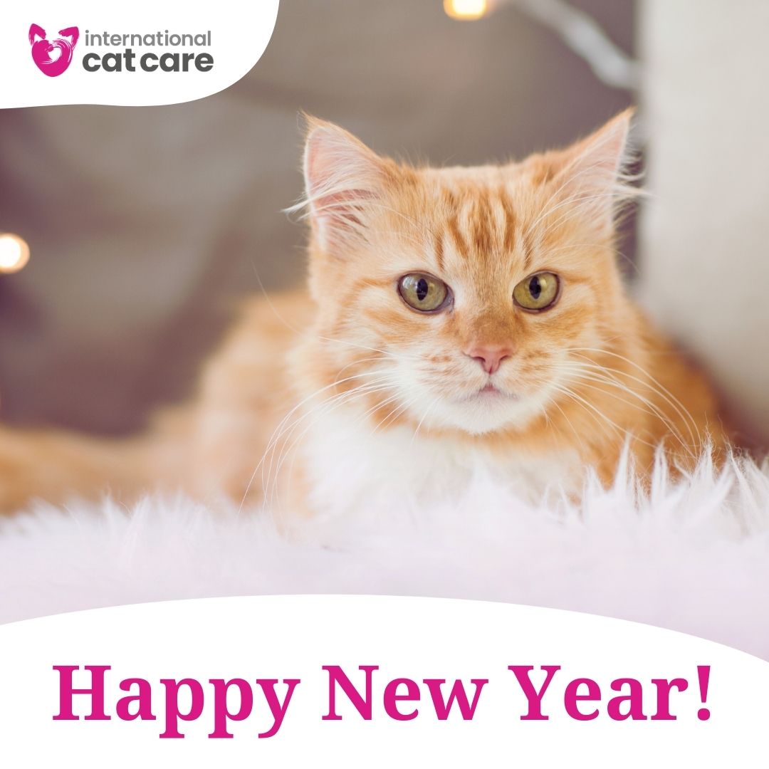 We’d like to wish all our supporters around the world a very Happy New Year! 🎉 2025 is a purrfect year for helping to make the world more cat friendly. 😺

From all of us at International Cat Care

#HappyNewYear #NewYear2025 #Cats #CatCharity