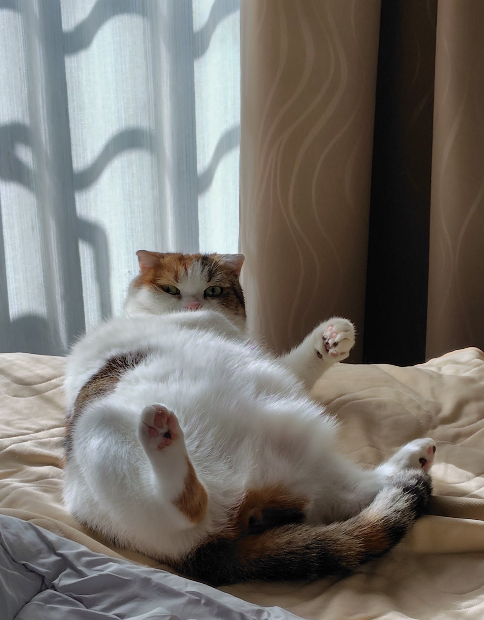 にゃんずのしもべ@☆おふぃしゃる☆猫ひた日記𝕏