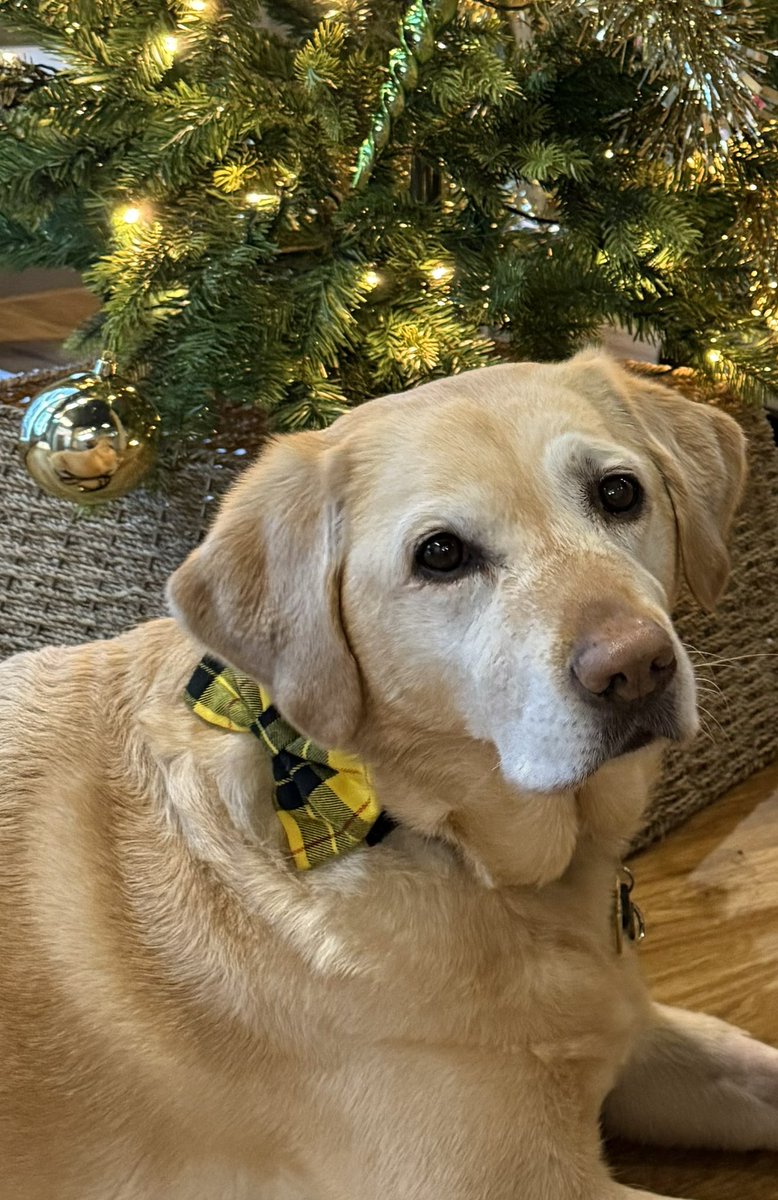 Happy New Year from <a href="/guidedogs/">Guide Dogs</a> Mabel and I.