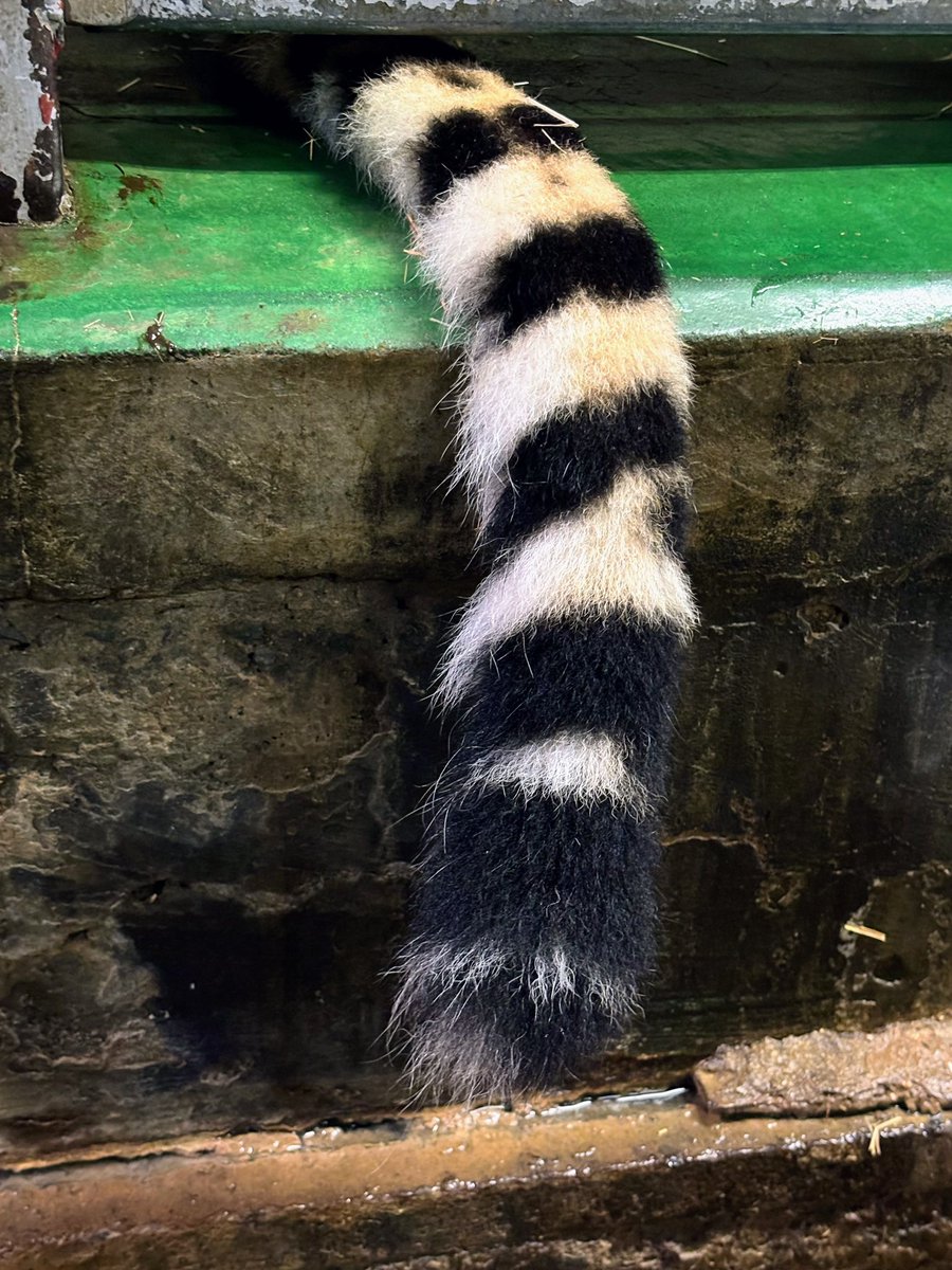 明けましておめでとうございます
巳年にちなんでヘビに見えなくもないしばふちゃんの脱走しっぽで今年もよろしくお願いします！