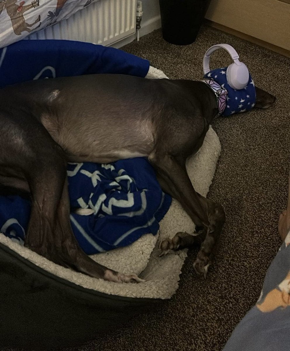 Yetiii98's tweet image. New Year Fireworks scare Leo, so put on @sdpnsports @Steve_Dangle podcast! 

Seems to be calm, who knew Steve screaming could be so calming lol

@JesseBlake  &amp;amp; @AdamWylde  maybe hire him out as a dog whisperer!?! 🤣🤣