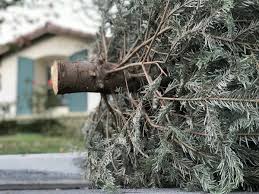 votesmithezt's tweet image. You can dispose of natural Christmas trees in @eastzorratav at each of our Brush Depots ... remove all decorations, tinsel and plastic bags before disposal #Hickson #innerkip #Tavistock