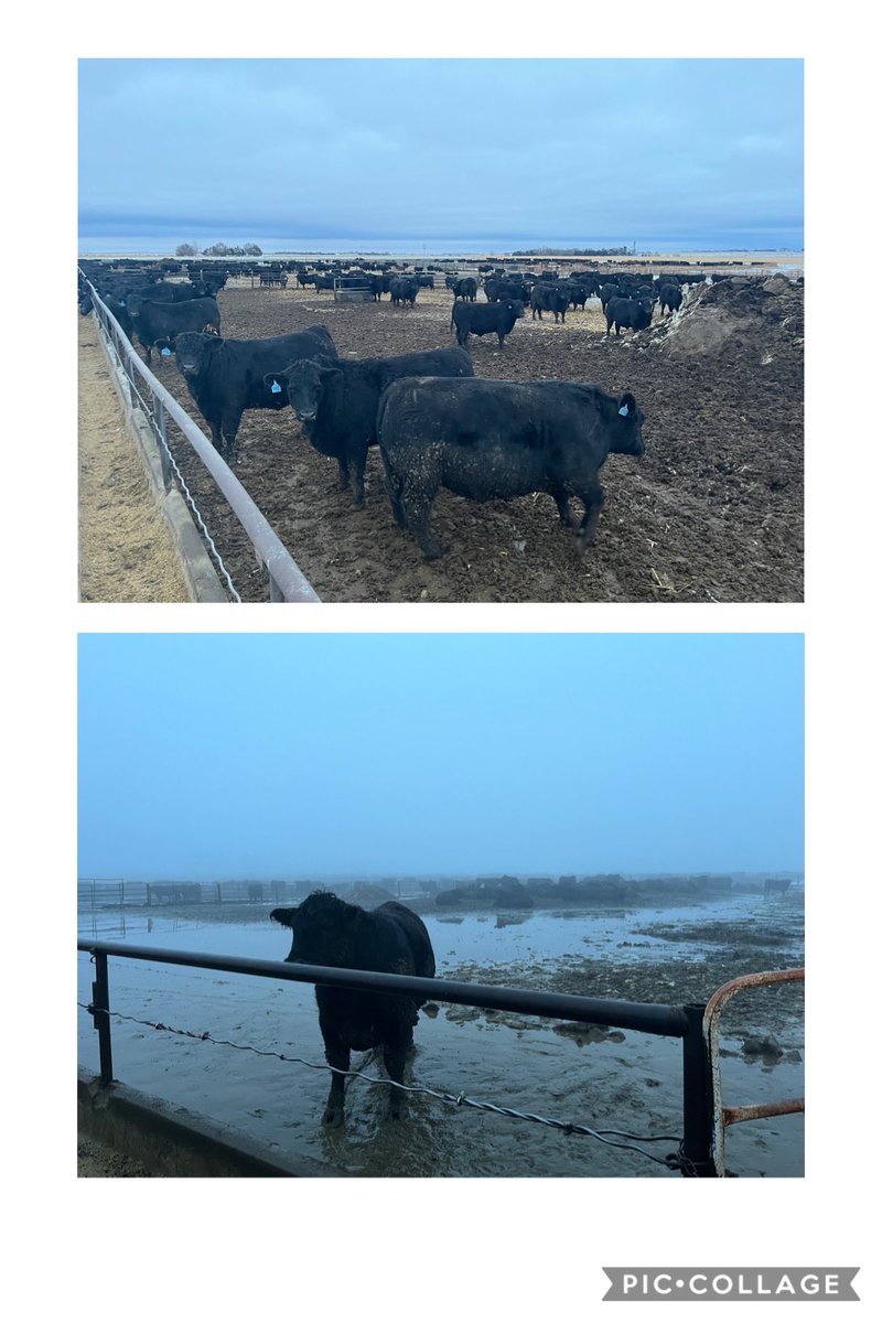 thesteerman's tweet image. Picture taken 1 year apart. Bottom is 2023 & Top is 2024. Might be best start to winter feed conditions I’ve ever seen. As big as cattle are I don’t want to chance it anymore. Everything in picture ships in next 10 days. Will clean us up til march/April