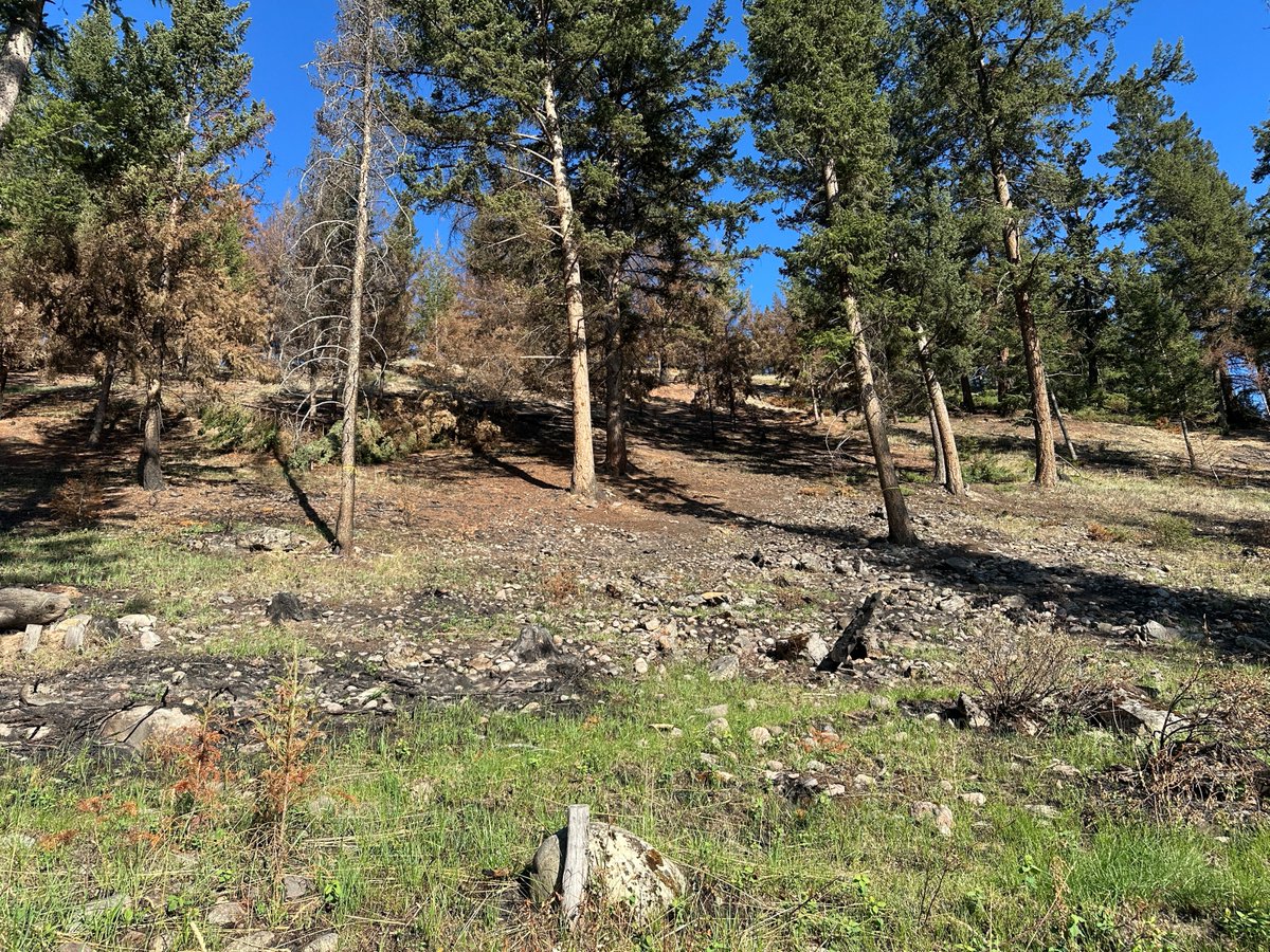 Forest Resource Improvement Association of Alberta tweet media