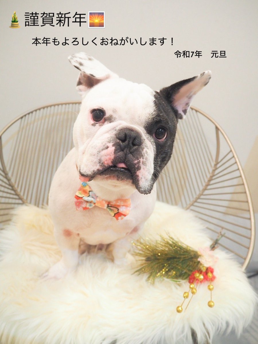 #フレンチブルドッグ
#フレブル
#フレブルのいる生活
#ふれぶる
#frenchbulldog