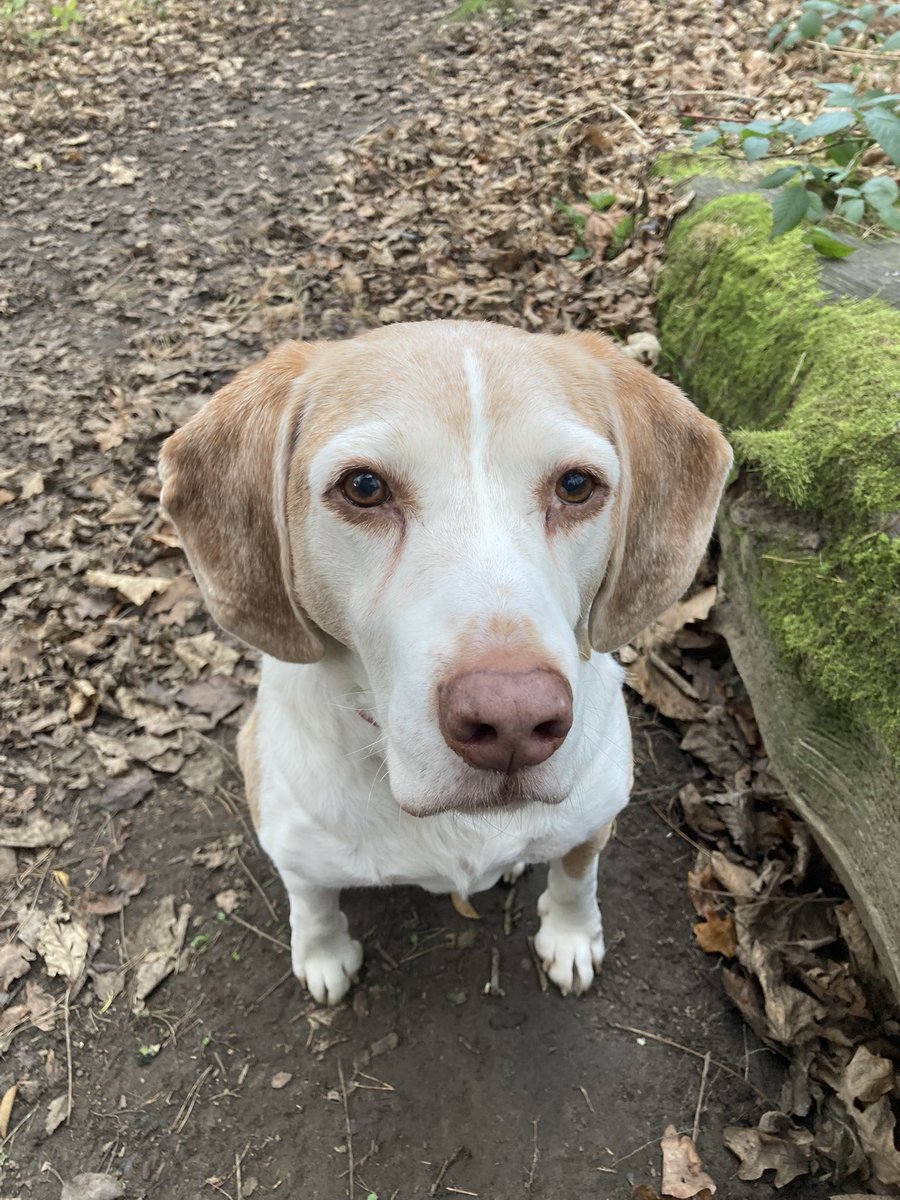 Happy New Year 🥳 All the best for 2025! #beagle