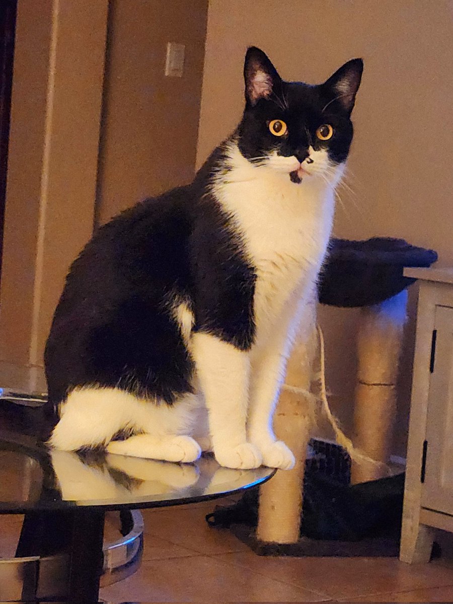 Kitten 🌈, Figaro, Shadow, & Spike 🧡💙💙💙 tweet media