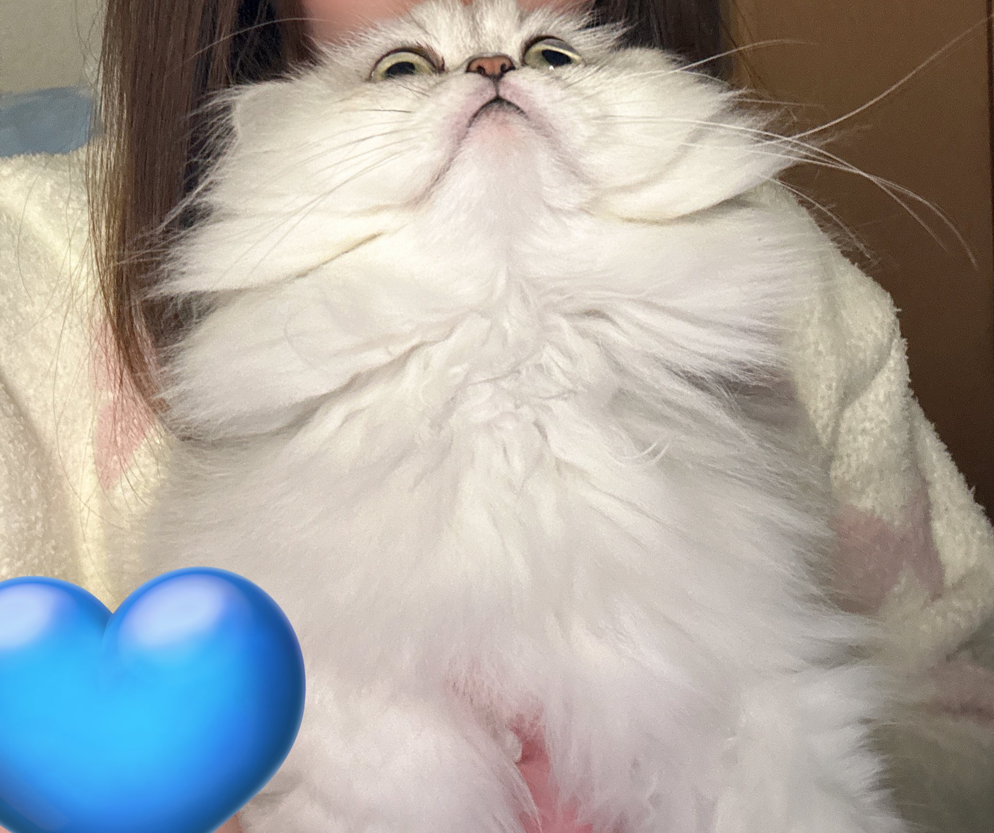 ね💙ぴくん૮ . ̫ . ა on X: 