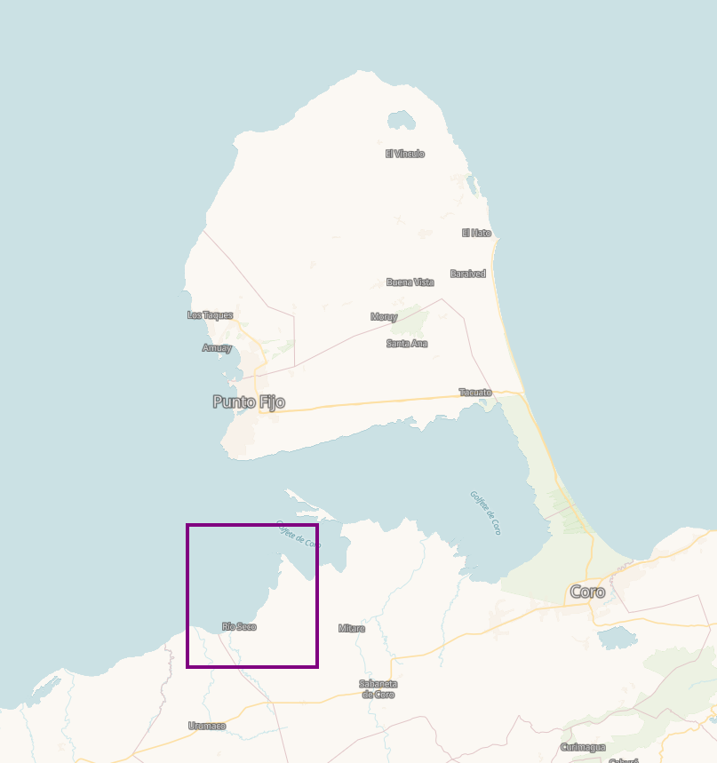 diodon histrix tweet media