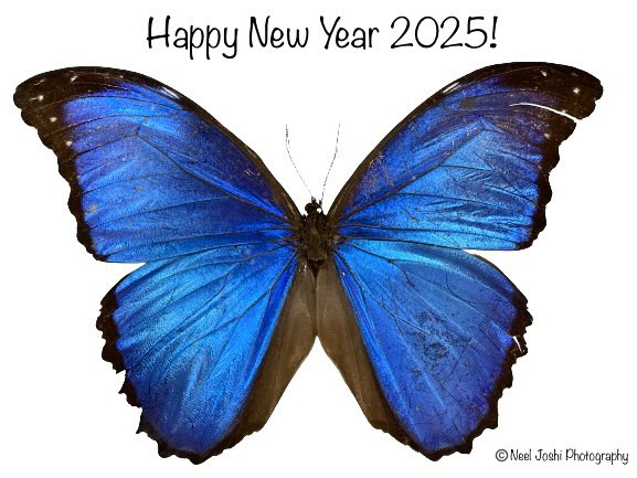 Happy New Year! A beautiful butterfly (Morpho species) from Peru. #HappyNewYear  #Butterfly