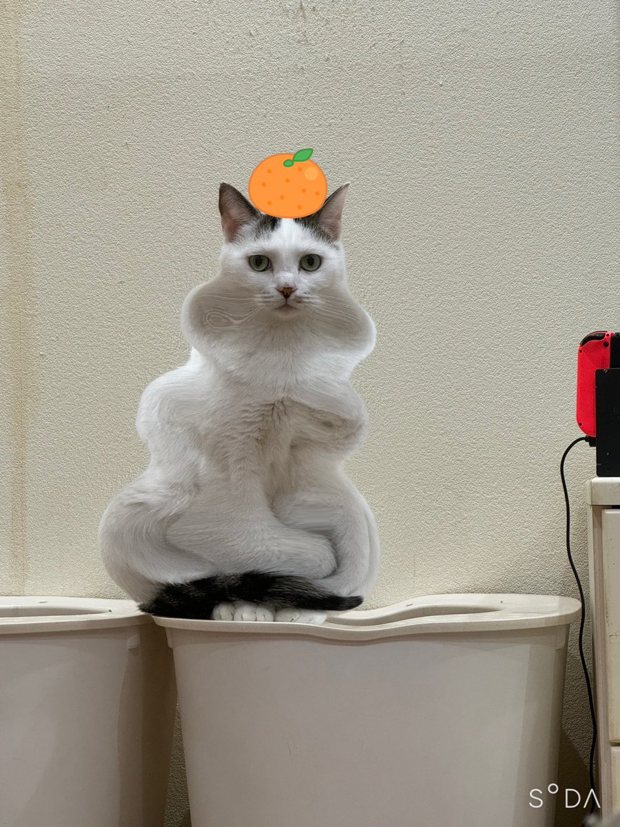 おさかなちゃん🐟 (@milkyway_1216) / Posts / X