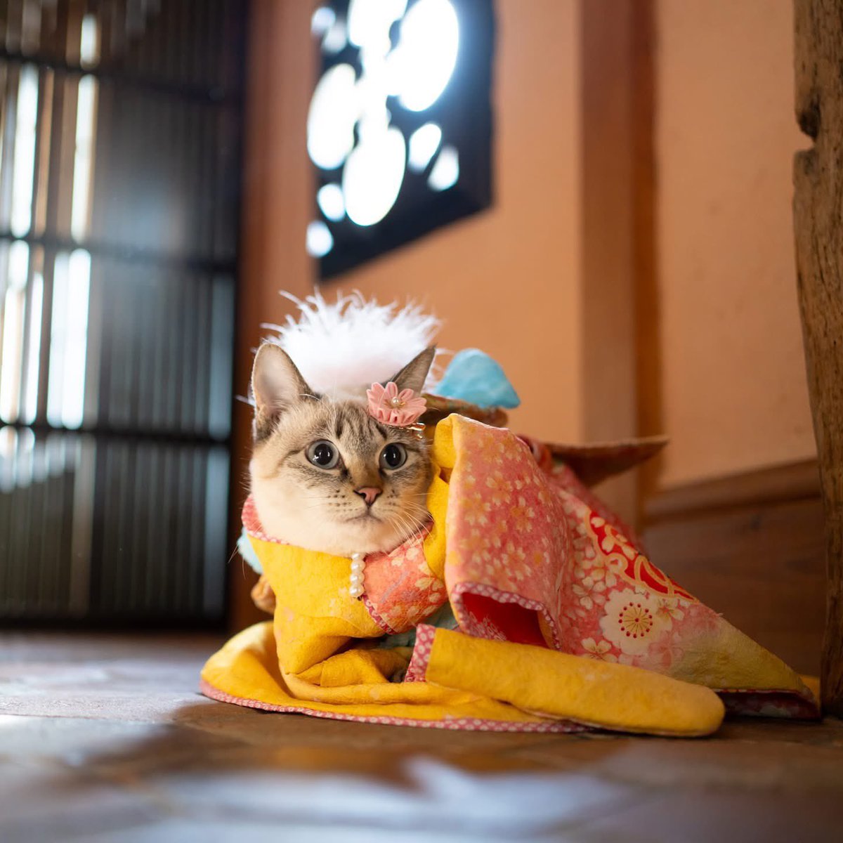 igarashikenta tweet picture
