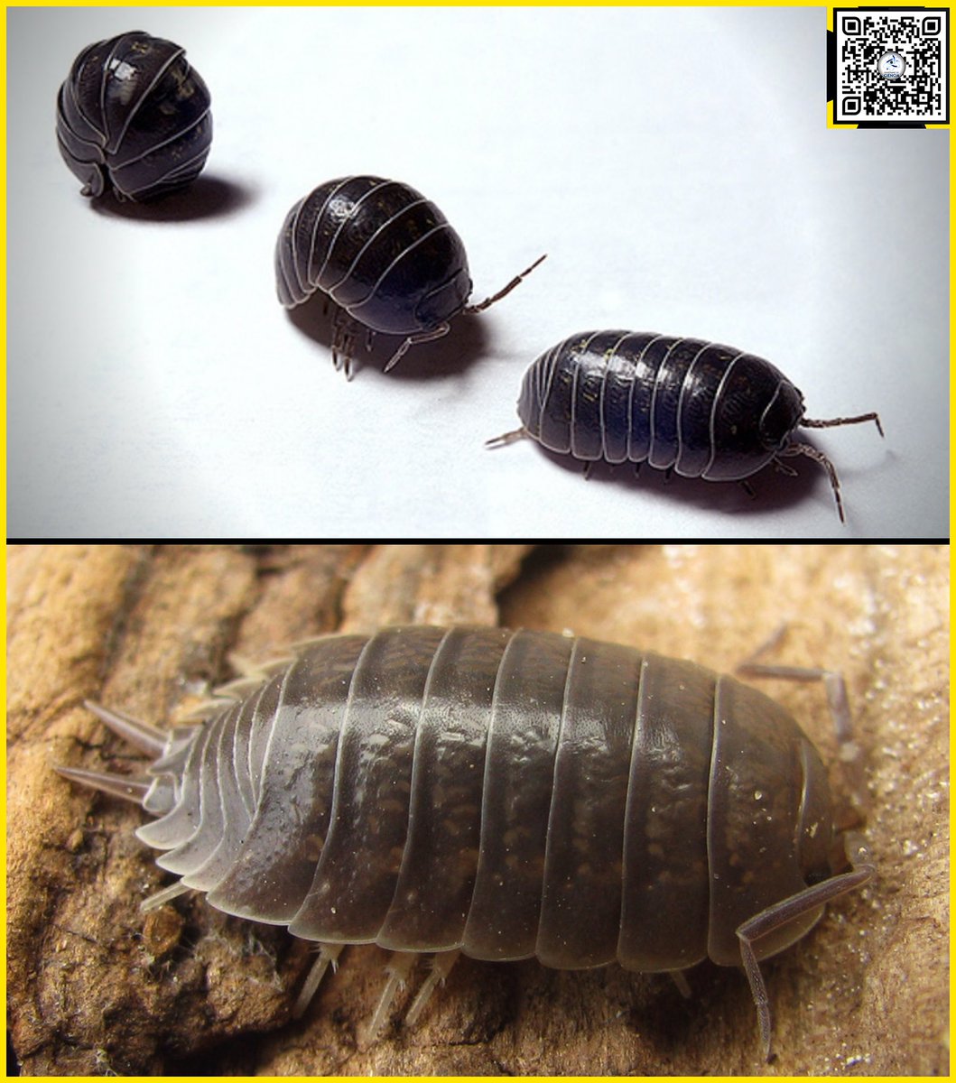 Seguro te los has encontrado al levantar un ladrillo o un objeto húmedo, puede que hasta hayas sentido repugnancia y hasta te hayas preguntado sobre lo que estaba pensando la naturaleza al crearlos.

Pues te contamos que los oniscídeos, mejor conocidos como cochinilla (chanchitos