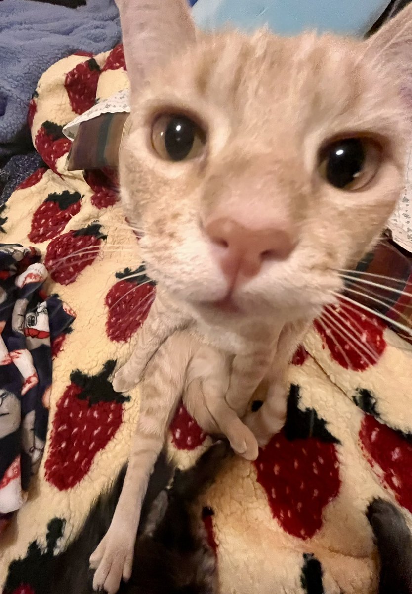 simba says happy new year’s eve :3