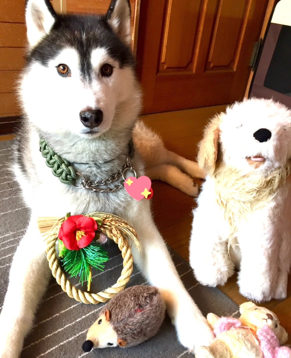 お空から明けましておめでとです🎍
byバルト
#シベリアンハスキー