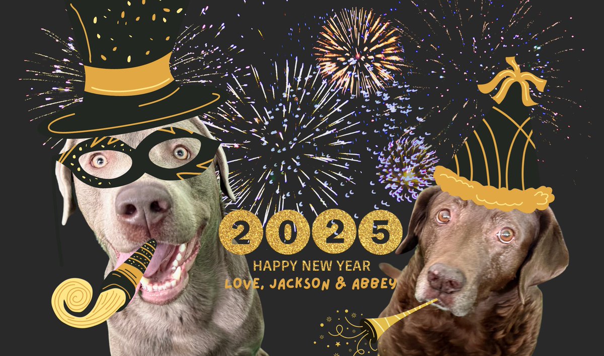 Jackson the silver lab & Abbey the senior lab (@jakesilverlab) on Twitter photo From us to you! ๐๐ฅณ๐ From us to you! ๐๐ฅณ๐