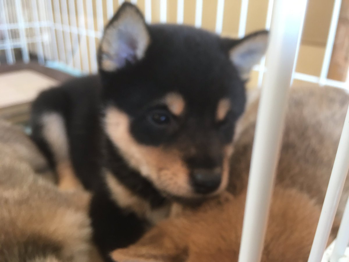 豆柴boy (@kuwaboy1) / Posts / X