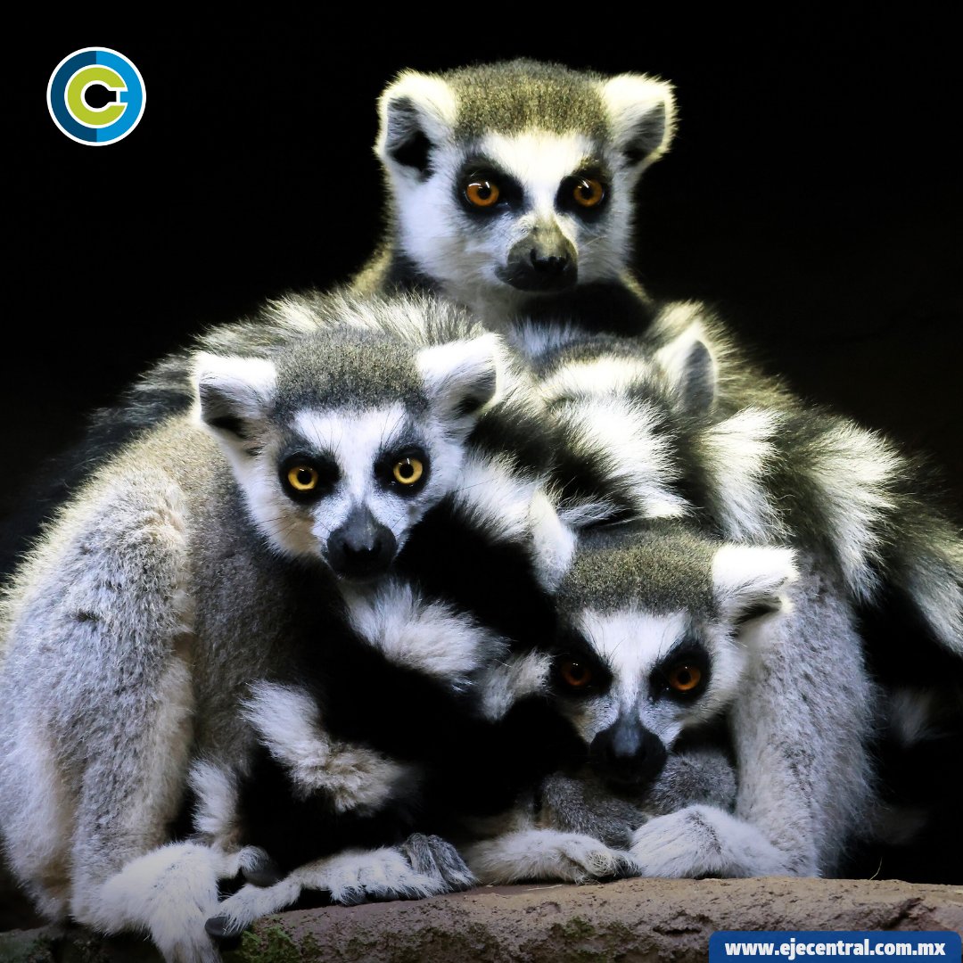 EjeCentral's tweet photo. Lemures de cola anillada en Kuwait
Lemures de cola anillada se agrupan en el Exzootic Indoor Zoo del Avenues Mall en Kuwait.
#Kuwait #Lemures #ExzooticIndoorZoo
📷 AFP https://t.co/FLBofnhtXr