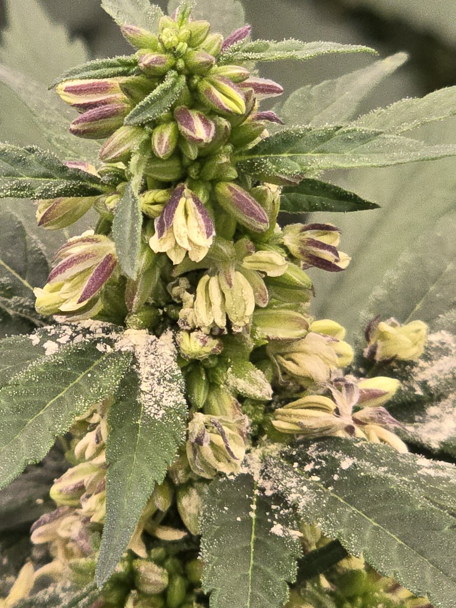 BSC_HarryPalms's tweet image. Rainbow Guava #5 
Fems coming soon 🫡 
#bloomseedcompany