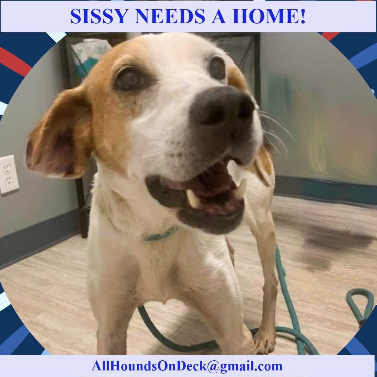 _AHOD_'s tweet image. Sissy is a sweetheart of a little girl who loves to play and lie in the sun. She is around 5 y/o, weighing in the mid-30s, and she does well with other dogs &amp;amp; cats she has encountered! She loves to dance and prance, and acts as a lap dog!
#AdoptDontShop #RescueDogs #hounddog #dog
