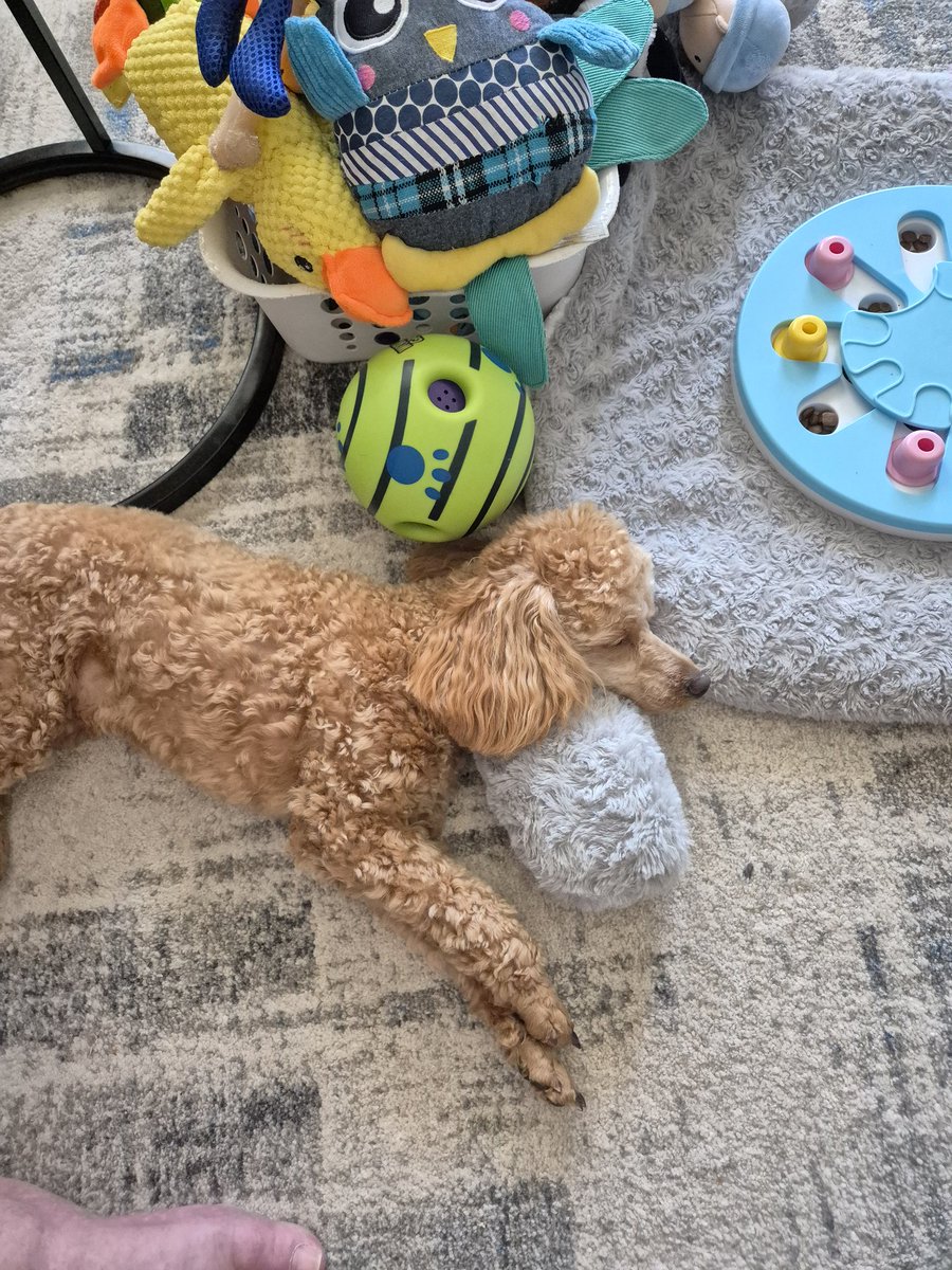 YoungWazza2's tweet photo. Came home from hardly normal with a jug... Teddy is buggered.. we found out her cries when we leave too.. oh well, he has to get used to it #ferrul https://t.co/eiHdkn06UZ