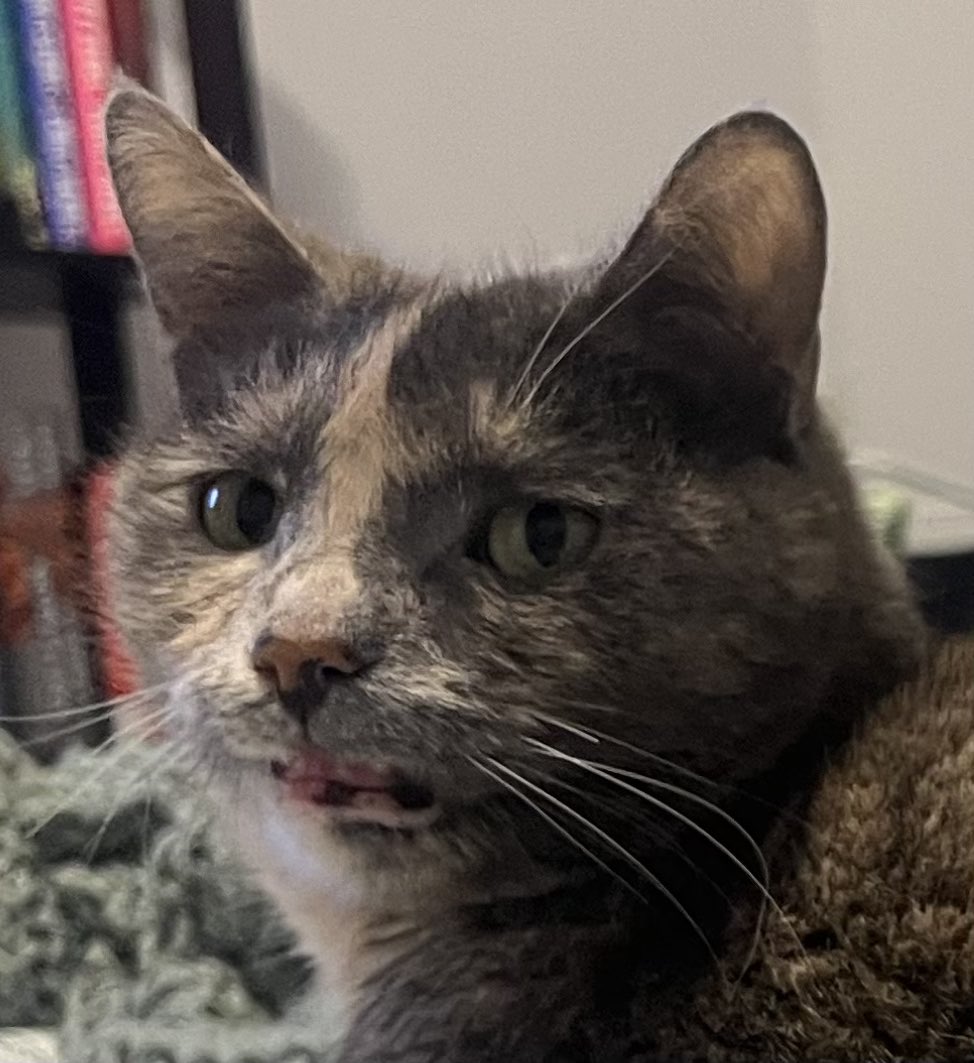 Wobbly Ruth, et al. tweet media