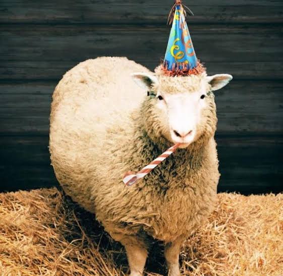 sheepdaily_twt's tweet image. Happy Newe Year&apos;s Eve 🎉