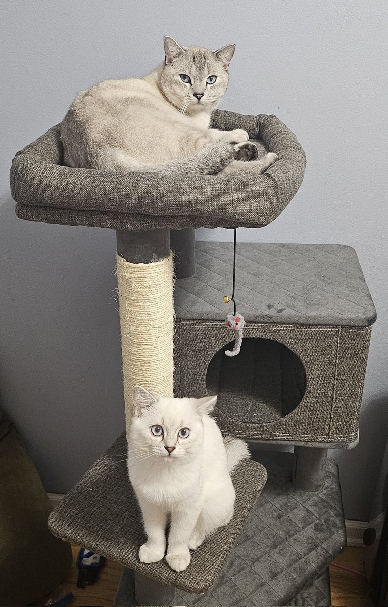 Happy Mew Year! 🐾

May your 2025 be filled with purrs, treats, and cat naps. 🎉

#HappyNewYear #meow #cat #catlover #cats #catsofinstagram #catlife #kitten #ponchik