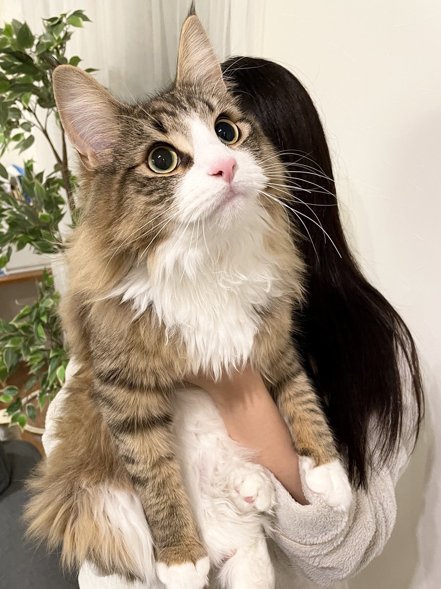 今年の干支は猫です(理由:猫が可愛すぎるため)