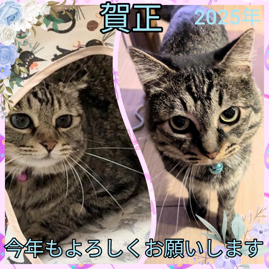 snow283wing's tweet photo. 昨年は自分と親の体調不良等で落ち着かない年でした…
今年は穏やかに過ごせますように…★
#健康第一  #今井翼 　
#猫たち元気です https://t.co/gxfepyjSU5