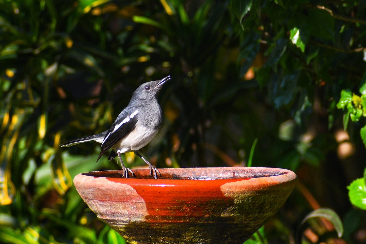 goodrawl's tweet photo. Oriental Magpie Robin.... Happy New Year 2025 🎊🎊🎊 https://t.co/6te9j338Rc