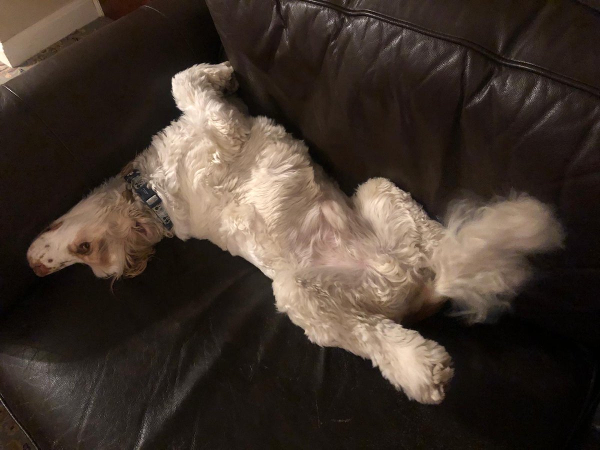 Happy New Year all dear Twitter friends we wish you 'all the best', good health and happiness. Dennis is very chilled waiting for midnight to come around