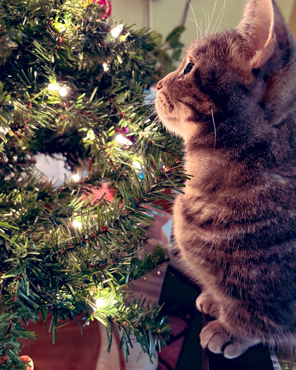 🌟 HAPPY NEW YEAR! 🌟 Thinking of all we have been through this year, the happy times and sad. The holidays are not always easy but my new year’s wish is that you know you are loved. Sending my best to all my friends for the coming year! 😽💕