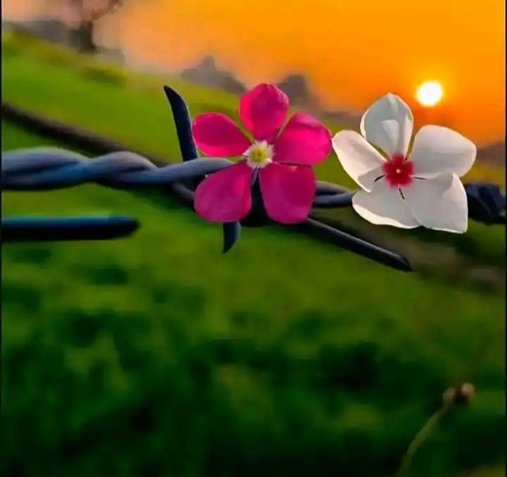 ये साल अगर इतनी मोहलत दिलवा जाए तो अच्छा है 
ये साल अगर हमको हमसे मिलवा जाए तो अच्छा है
चाहे खुशियों की बंजर धरती सागर भर आंसू पी जाए
ये साल मगर कुछ फूल नए खिलवा जाए तो अच्छा है 

जीवन में कुछ बदल जाए तो साल मुबारक वरना पहले जैसा हाल मुबारक😇

नया वर्ष मुबारक हो आप सभी लोगों को😊