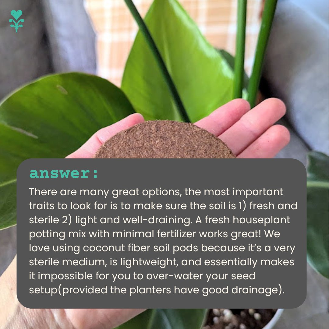 plantflix's tweet image. Selecting the right soil can be the difference between getting no or many sprouts! Especially when working with difficult seeds like houseplant seeds 🌿 #soilpods #howtogrow #planttips #houseplants #indoorjungle #plantjourney #plantparent #seedlings #adultplants #houseplants