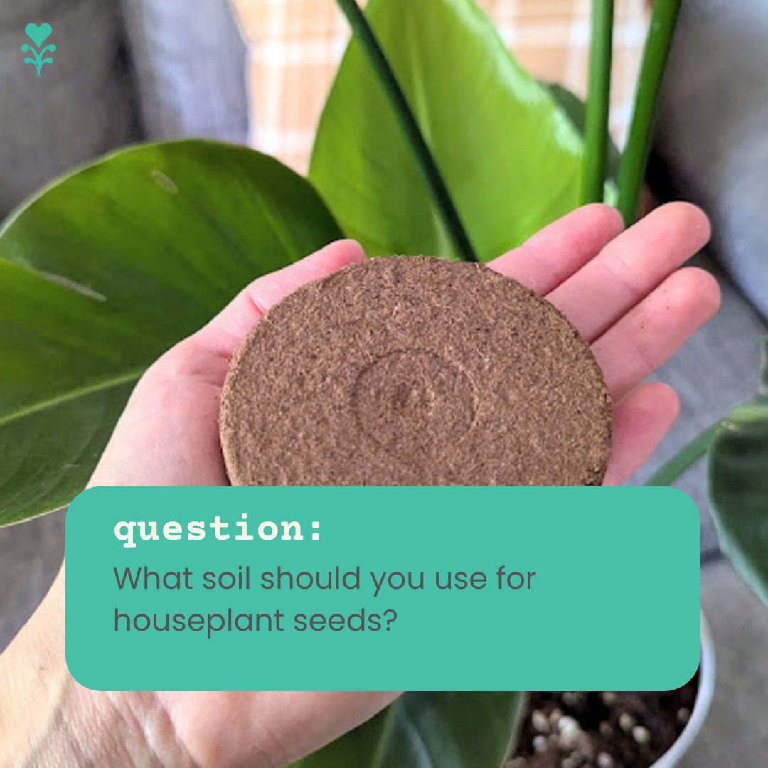 plantflix's tweet image. Selecting the right soil can be the difference between getting no or many sprouts! Especially when working with difficult seeds like houseplant seeds 🌿 #soilpods #howtogrow #planttips #houseplants #indoorjungle #plantjourney #plantparent #seedlings #adultplants #houseplants