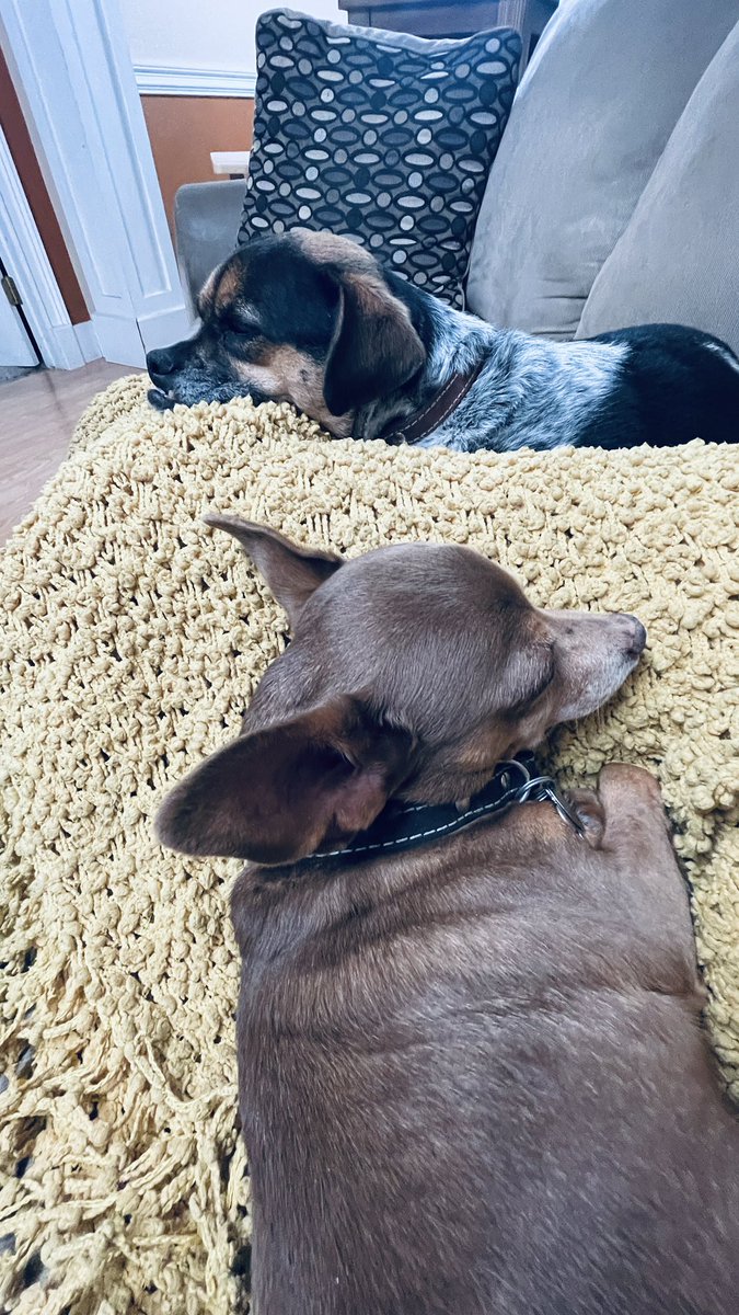 GeorgetteAllen's tweet photo. Welcome to my New Year’s Eve. The hubby’s sick, so these two are watching movies with me. Cheers! 🥂 https://t.co/YU7aja4QuD