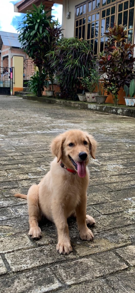 xeedkxee's tweet photo. ini anjing, tapi sejak puppy dia mengira bahwa dia adalah kucing. https://t.co/OHfQIZljen