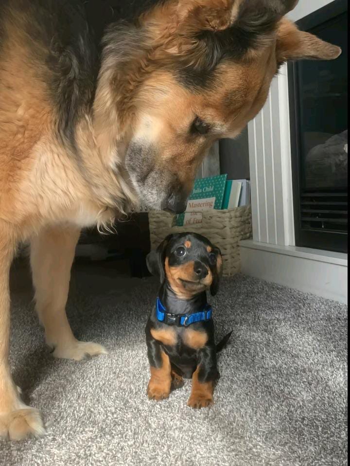 💖 (@twaniimals) on Twitter photo 